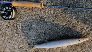 ホワイティング ファーム│毛鉤道楽